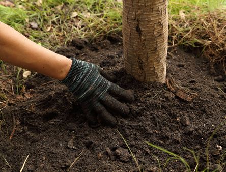 Tree & Plant Installation